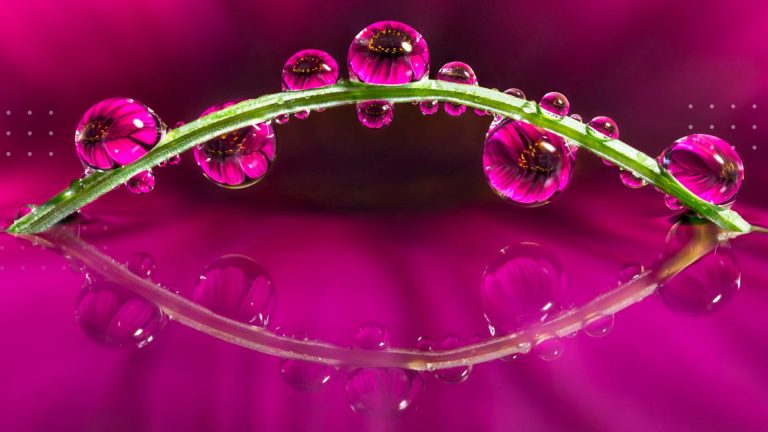 A focus-stacked macro shot of dew drops on a blade of grass with a vibrant mauve background.